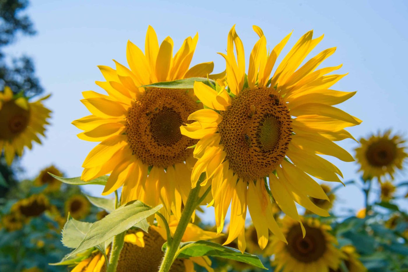two sunflowers with a bee resting on one and rest of the field in background