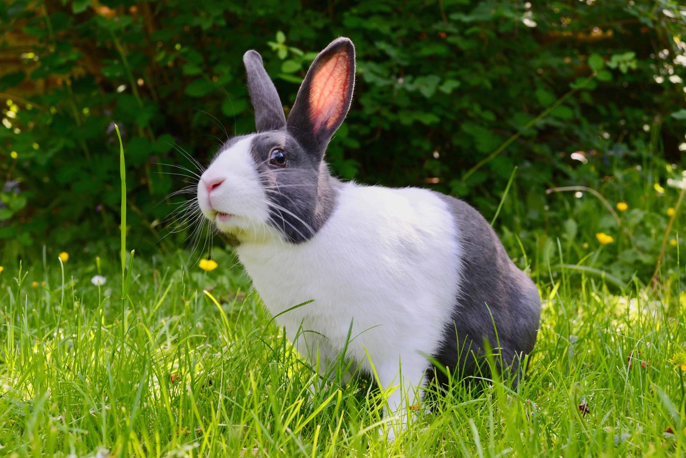 bunny on grass