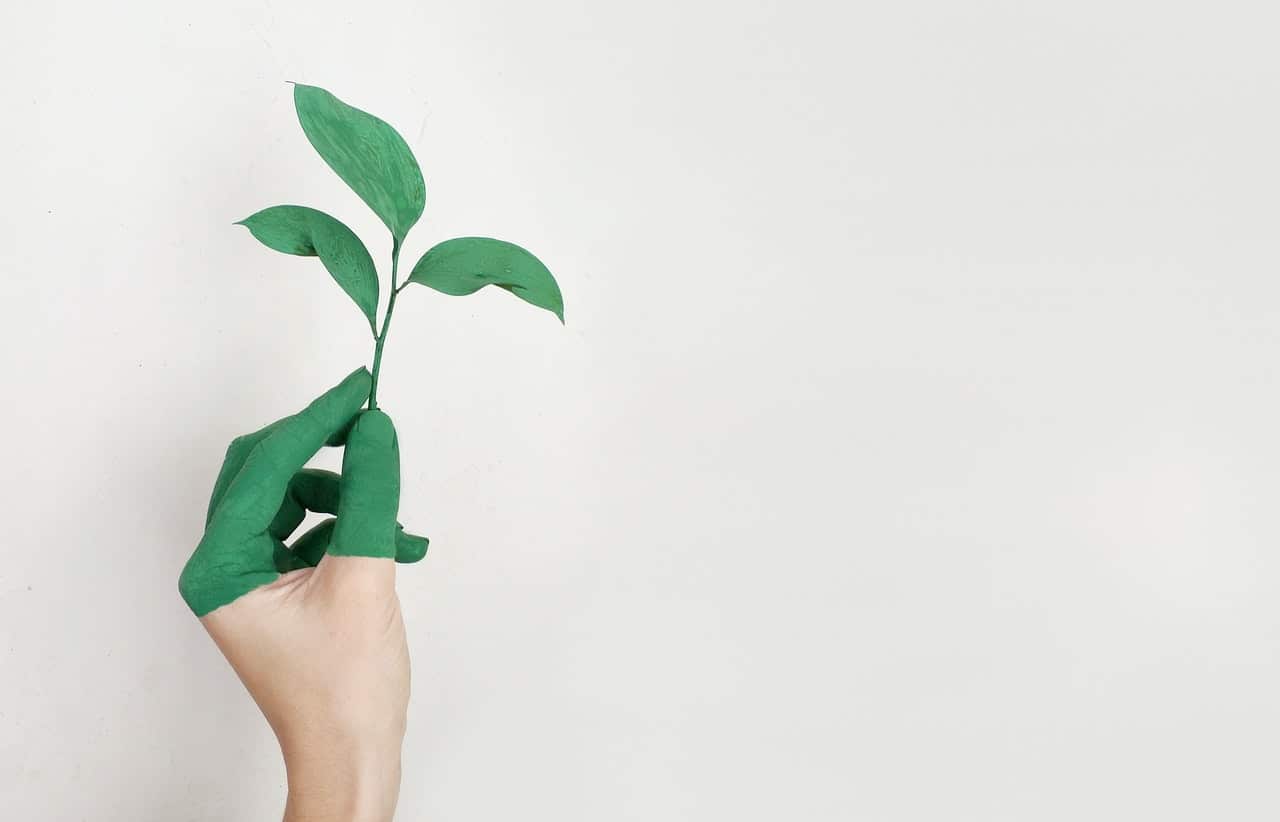 A woman's hand holding a tree sprout