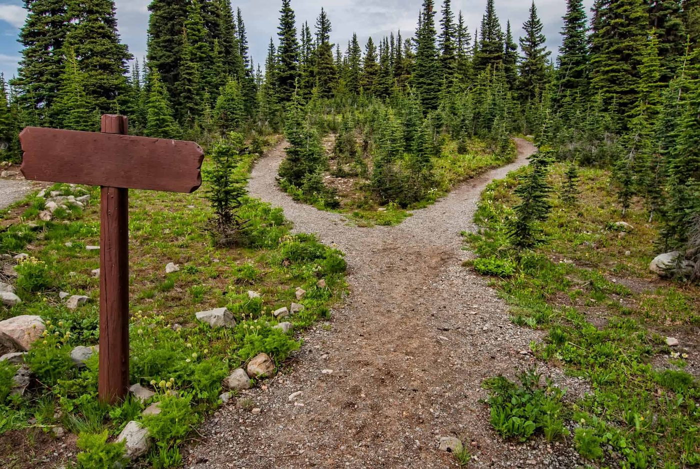 fork in forest train leading to two different trails
