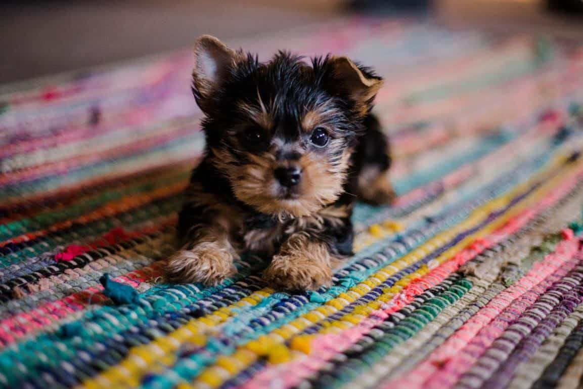tiny puppy laying on a colorful rug
