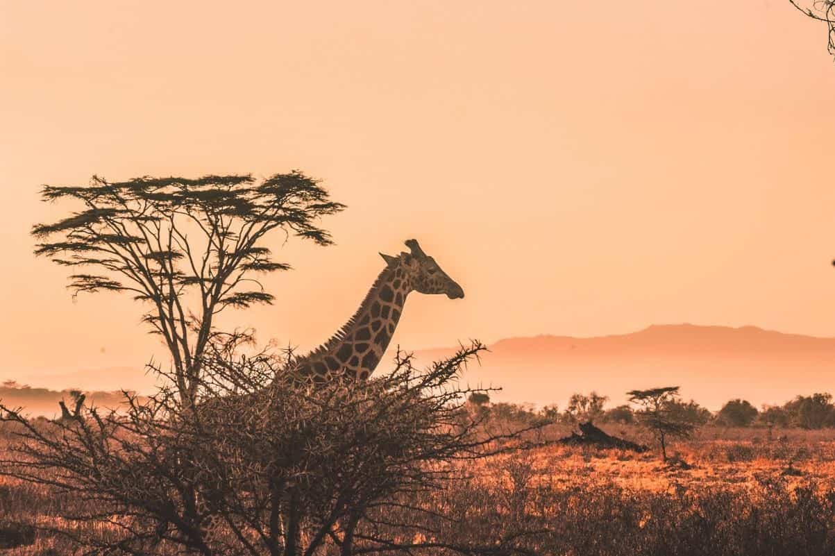giraffe at dusk in the savana